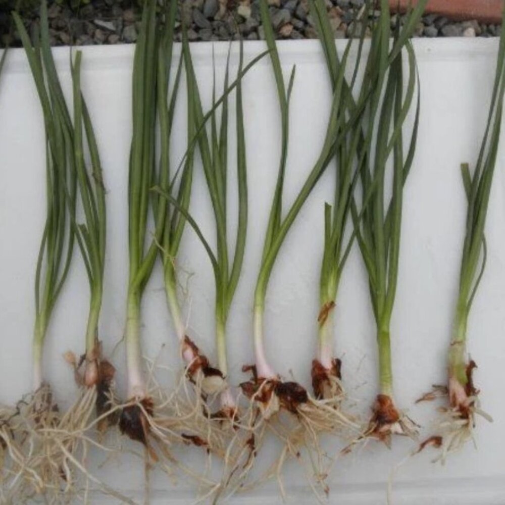 Fresh Live Society Garlic Bare Root (30 INDIVIDUAL BULBS) From My Garden